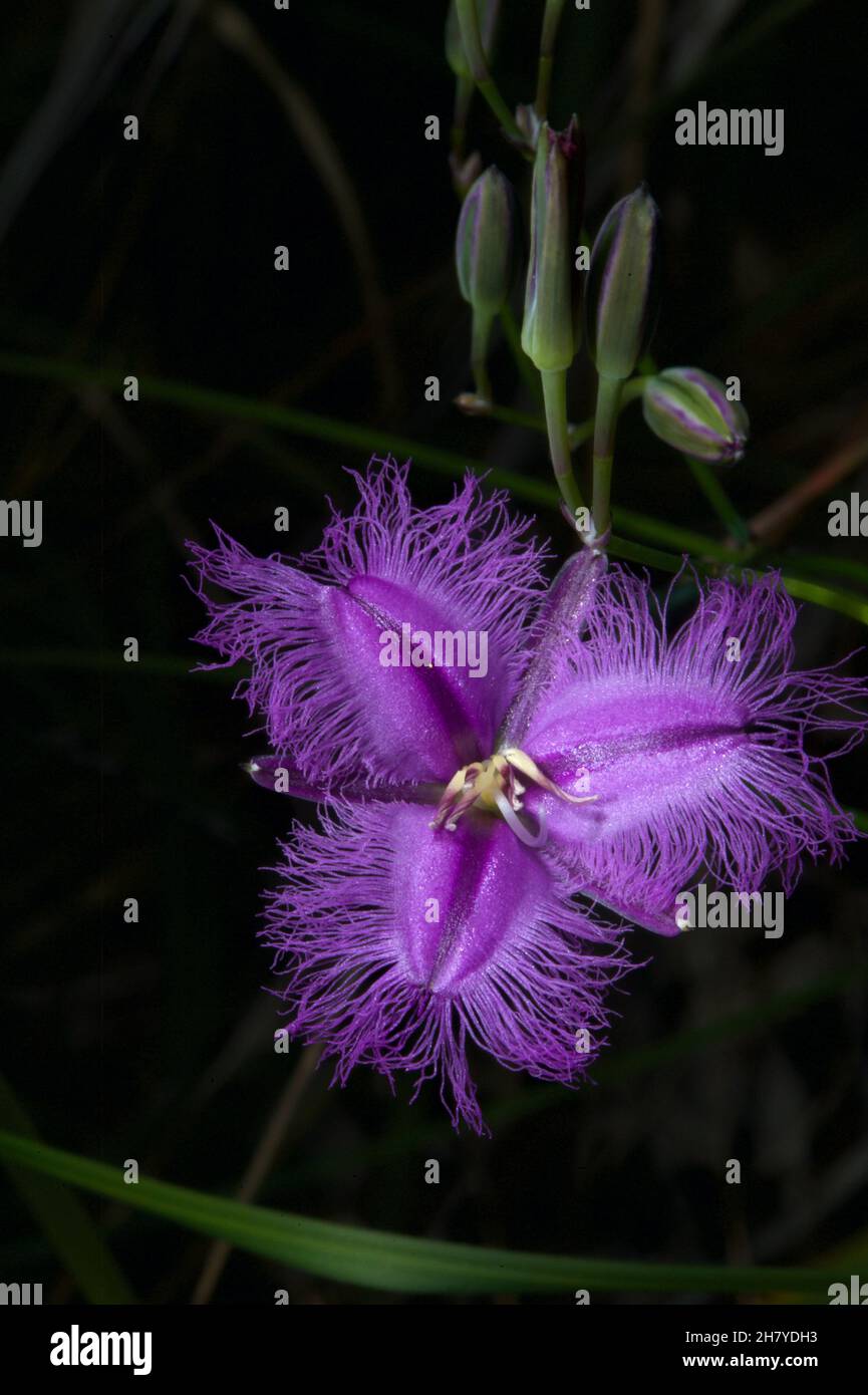 Le Lillies frangiate (Thysanotus tuberosus) sono abbastanza comuni nei boschi dell'Australia Meridionale, ma sono sempre molto graziose. Riserva Baluk Willam. Foto Stock