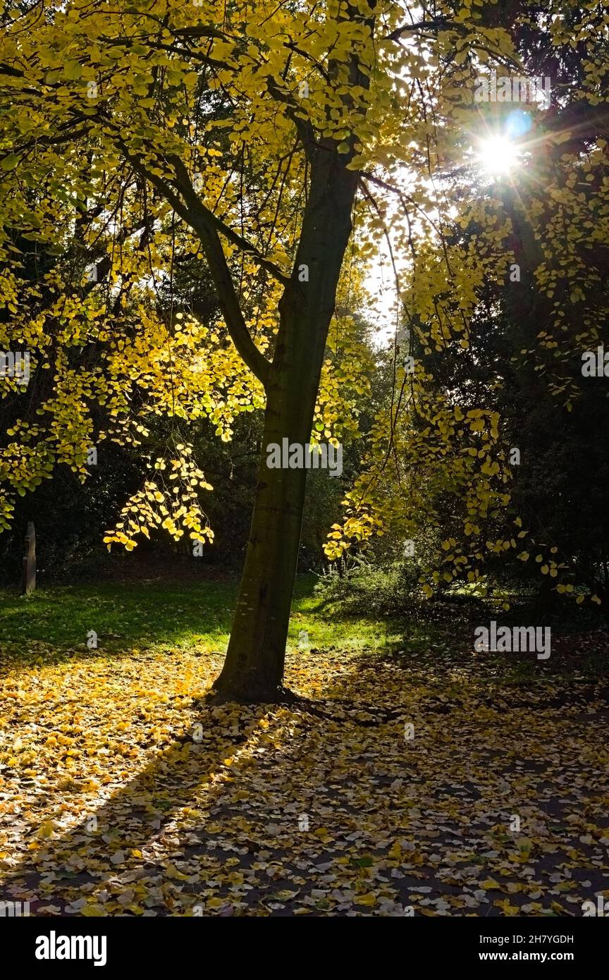 Sole stellato che splende attraverso gli alberi nel cimitero boschivo vittoriano con foglie autunnali che coprono il pavimento della foresta Foto Stock