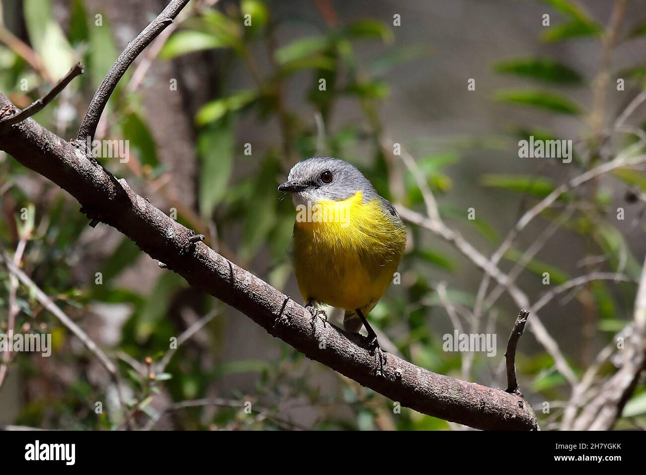 Robin giallo orientale (Eopsaltria australis) in un arbusto. Colo, nuovo Galles del Sud, Australia Foto Stock