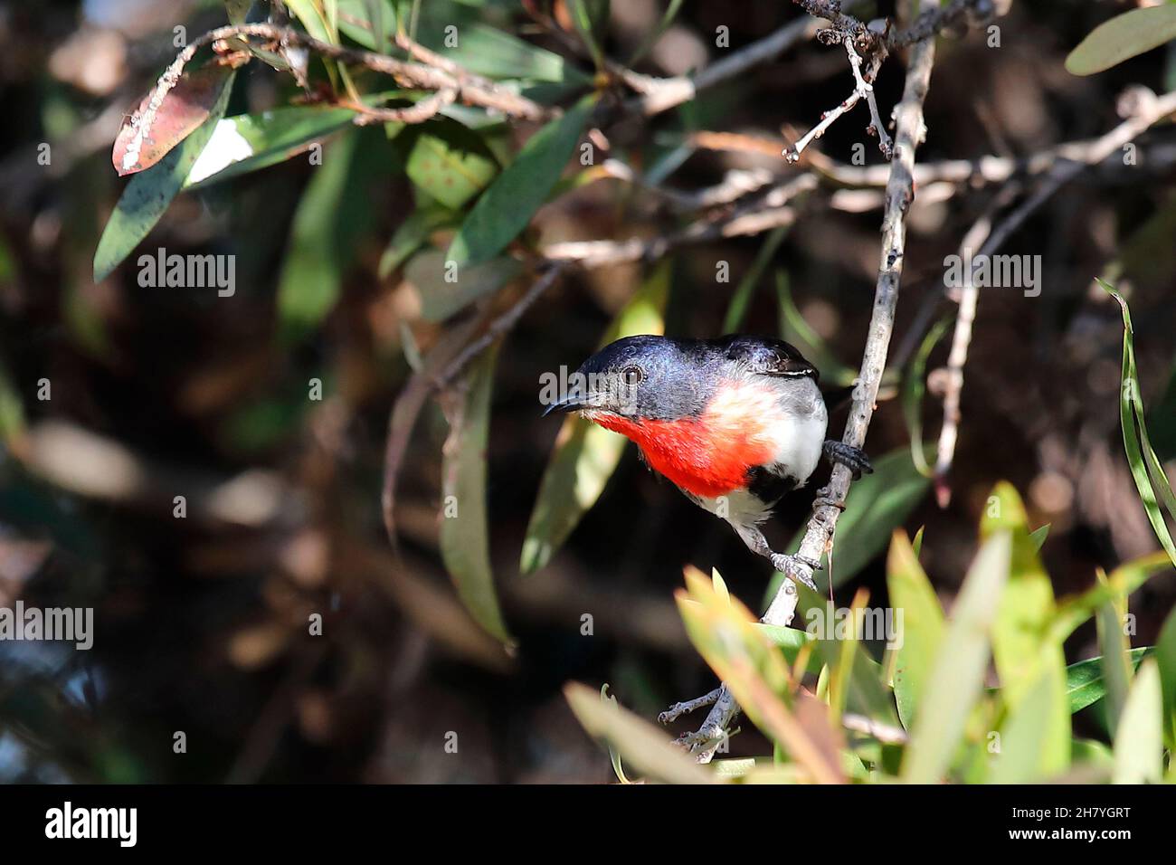 Mistletoebird (Dicaeum hirundinaceum) maschio in un albero. Le femmine sono prevalentemente grigie con solo uno splash di rosso pallido sotto la coda. Pianure dell'UEM, nuovo SO Foto Stock