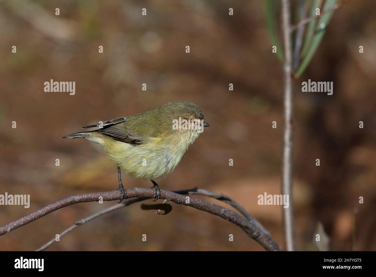 Weebill (Smicrornis brevirostris), l’uccello più piccolo d’Australia, lungo da 8 a 9 cm. I maschi e le femmine sembrano uguali. Dryandra Woodland, regione del Wheatbelt, Weste Foto Stock