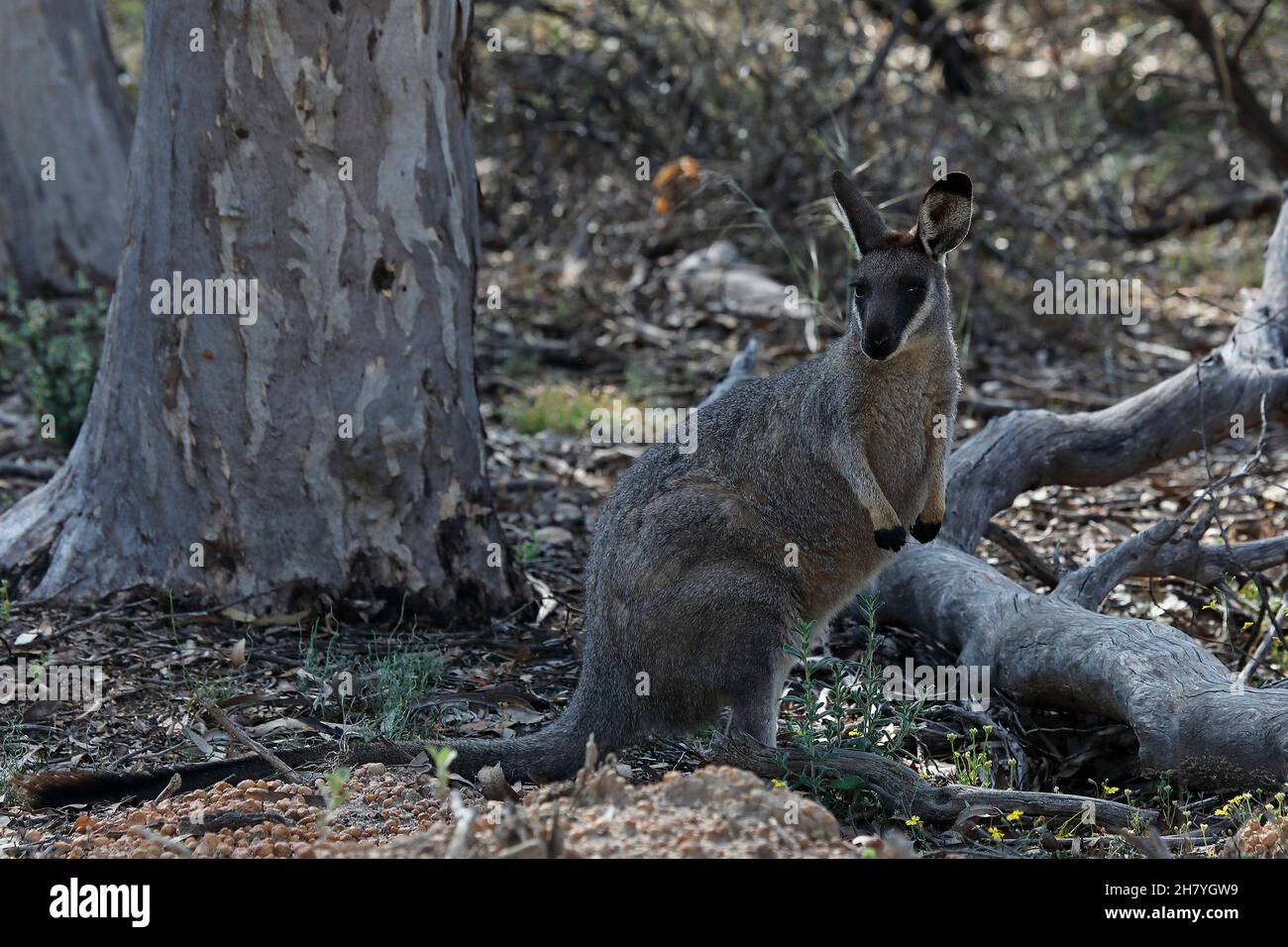 Wallaby Western Brush (Macropus irma) che guarda il fotografo. Dryandra Woodland, regione del Wheatbelt, Australia Occidentale, Australia Foto Stock