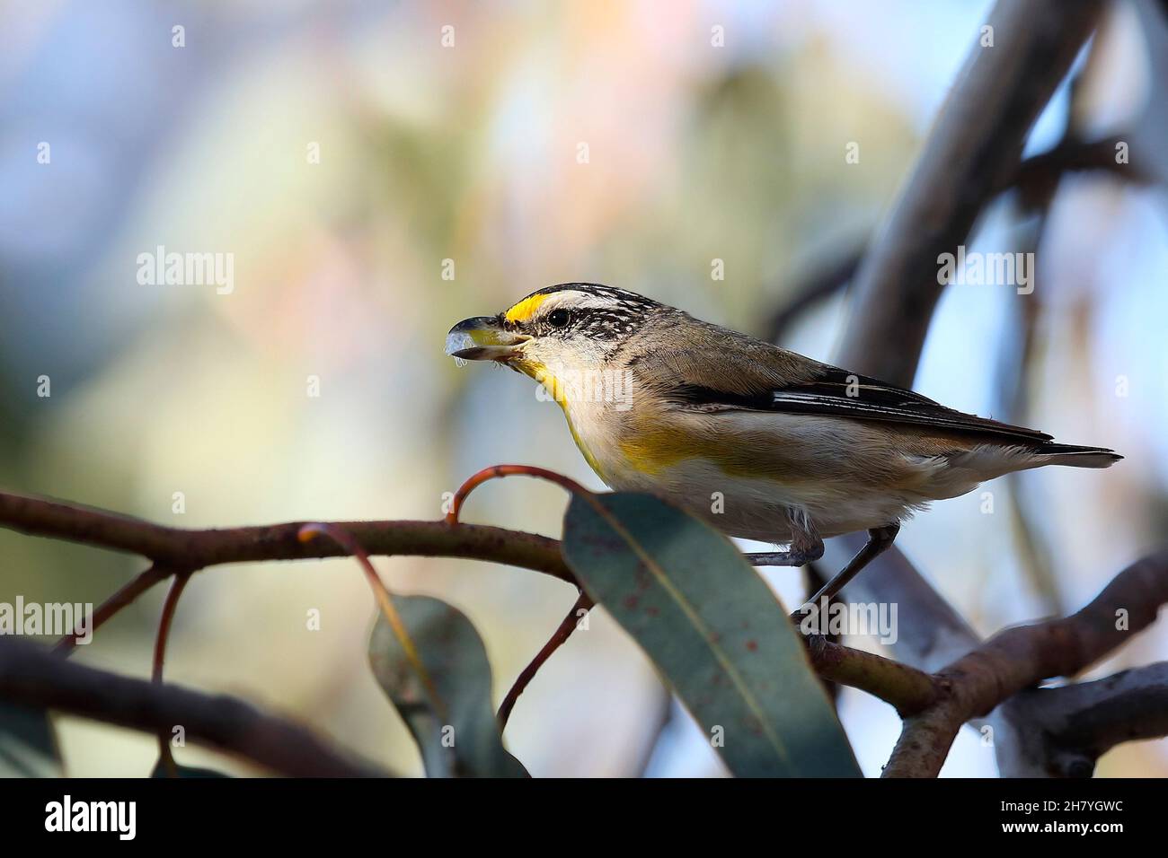 Pardalote striato (Pardalotus striatus substriatus) che tiene lerps per nutrire i suoi giovani. La sottospecie è originaria dell'isola di Kangaroo, anche di grandi parti Foto Stock