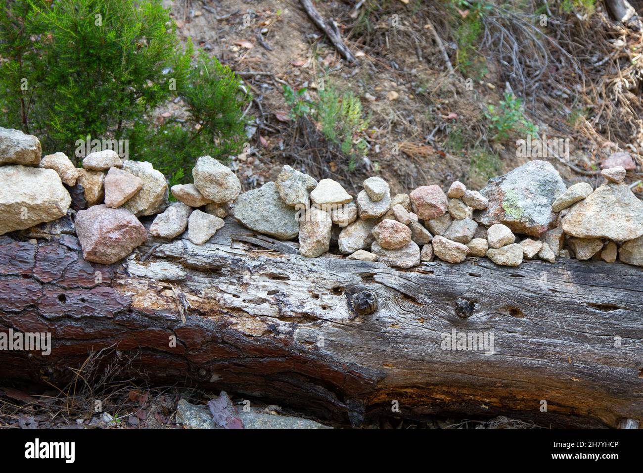 Foresta di Bonifato nei pressi di Calvi Corsica nella regione della Balagne Foto Stock