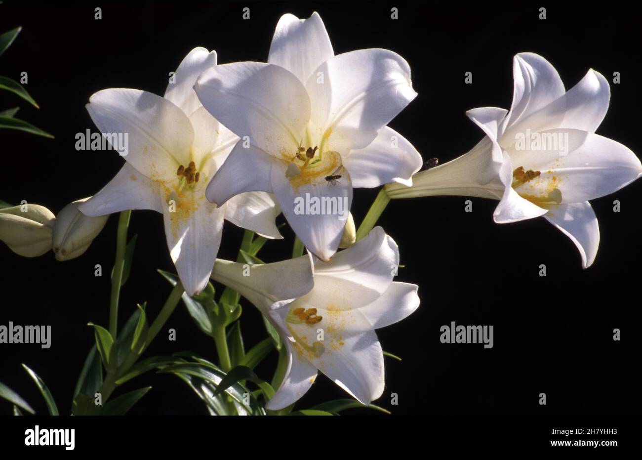 LILIUM LONGIFLORUM FIORI CONOSCIUTI ANCHE COME I GIGLI DI PASQUA O NOVEMBRE SU UNO SFONDO NERO. Foto Stock