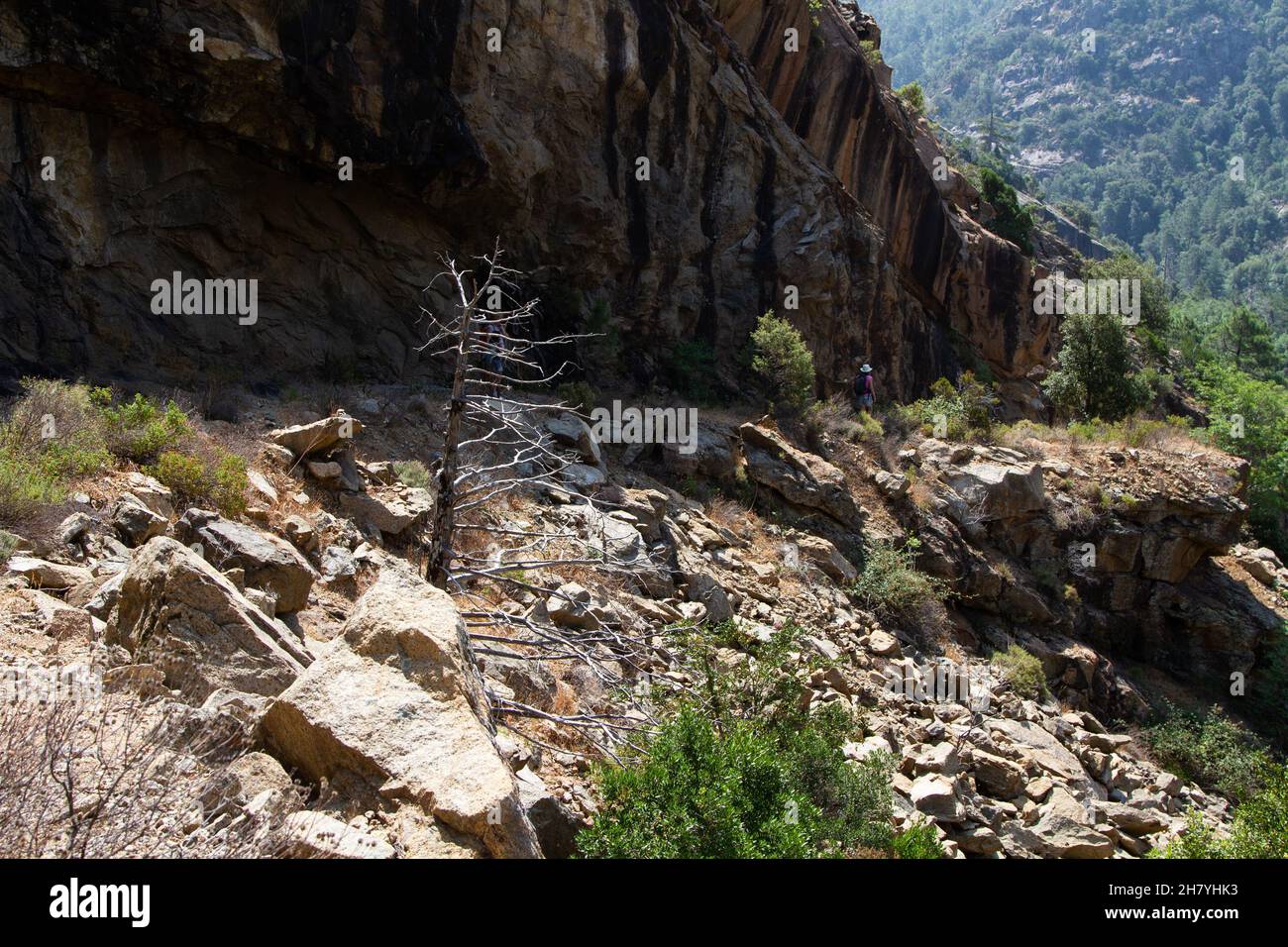 Foresta di Bonifato nei pressi di Calvi Corsica nella regione della Balagne Foto Stock