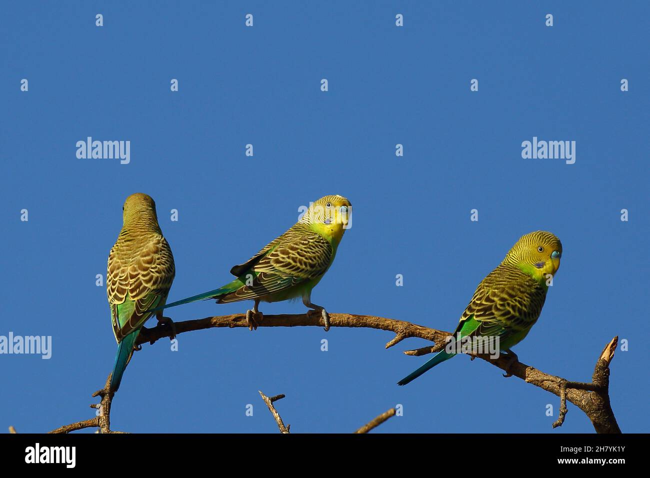 Trio Budgerigar (Pelopsittacus undulatus) su un ramo snello. Minilya, regione di Gascoyne, Australia Occidentale, Australia Foto Stock