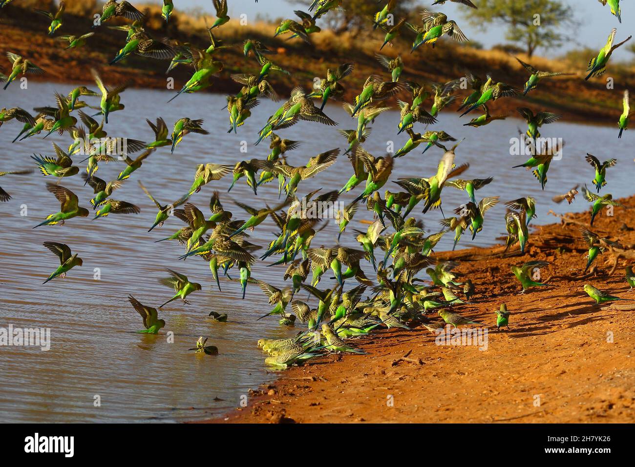 Budgerigar (Pelopsittacus undulatus) si accorrono d'acqua, alcuni in acqua, altri in volo. Minilya, regione di Gascoyne, Australia Occidentale, Australia Foto Stock