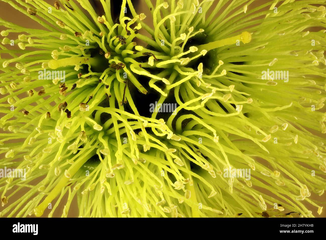 Super macro vista di fiori di moro a foglia rotonda (Eucalyptus platypus), Australia del Sud Foto Stock