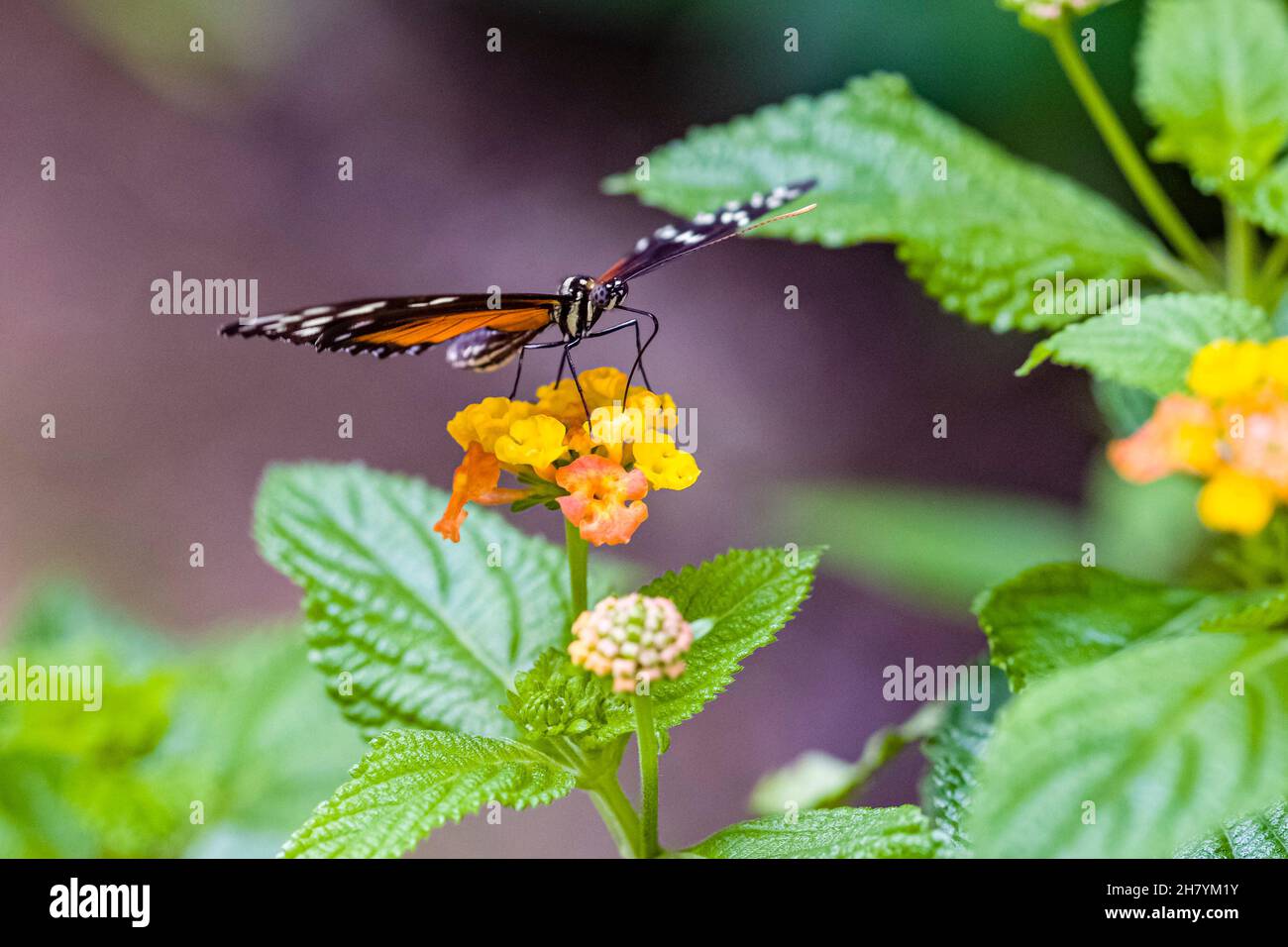 Una farfalla colorata è seduta su un fiore giallo. Foto Stock