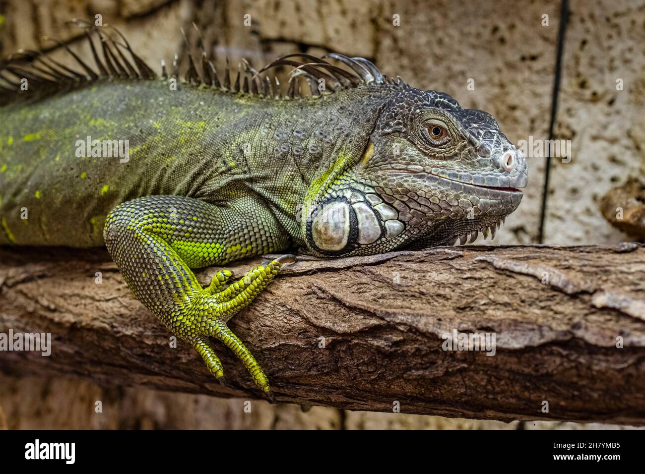 Un'iguana verde (Iguana iguana) è seduta su un pezzo di legno. Foto Stock