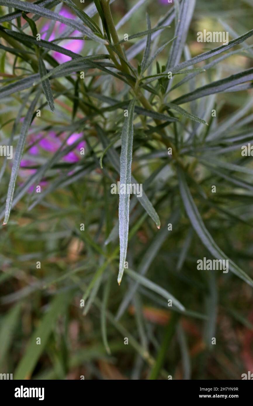 Epilobium dodonaei, Onagraceae. Piante selvatiche sparate in estate. Foto Stock