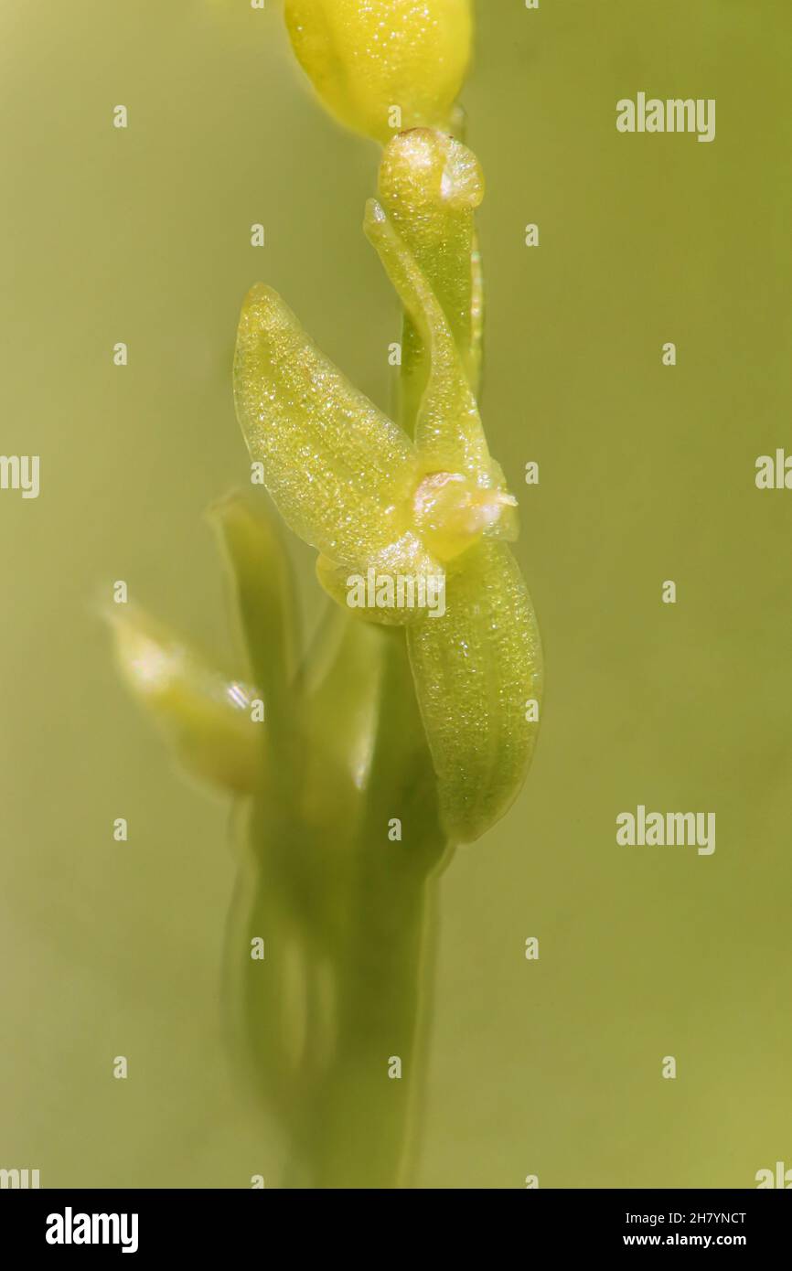 Hammarbya paludosa, Orchidee. Piante selvatiche sparate in estate. Foto Stock