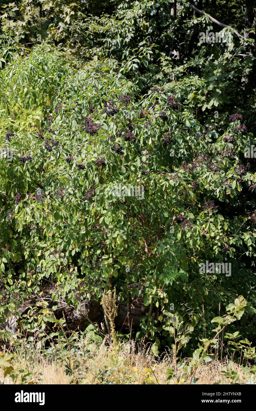 Sambucus nigra, Vecchio comune, Viburnaceae. Piante selvatiche sparate in estate. Foto Stock