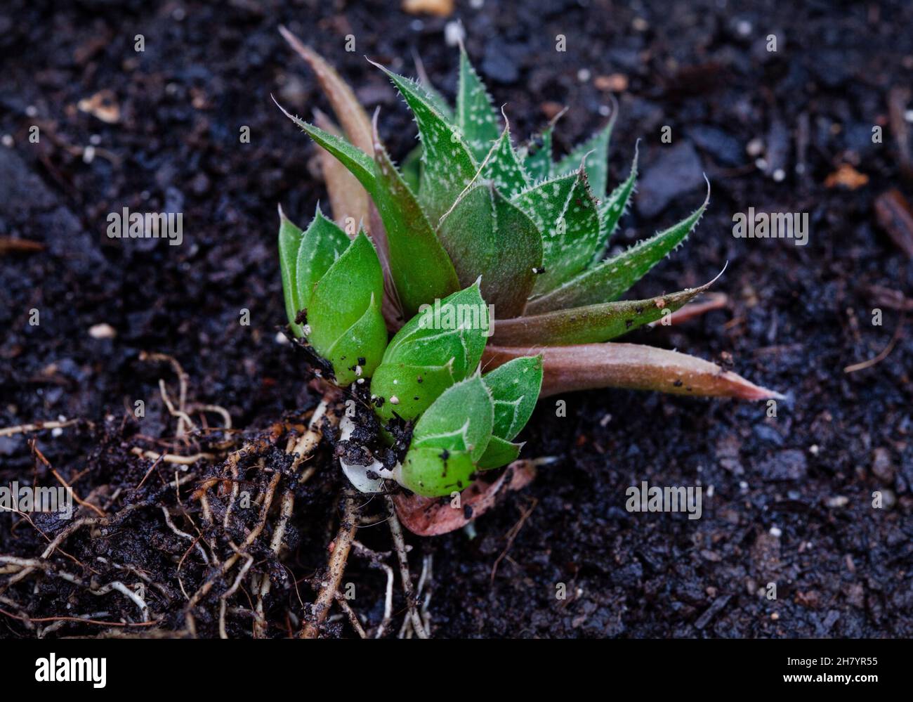 Horthia pianta succulenta con cuccioli su sfondo chiaro e neutro con spazio copia Foto Stock