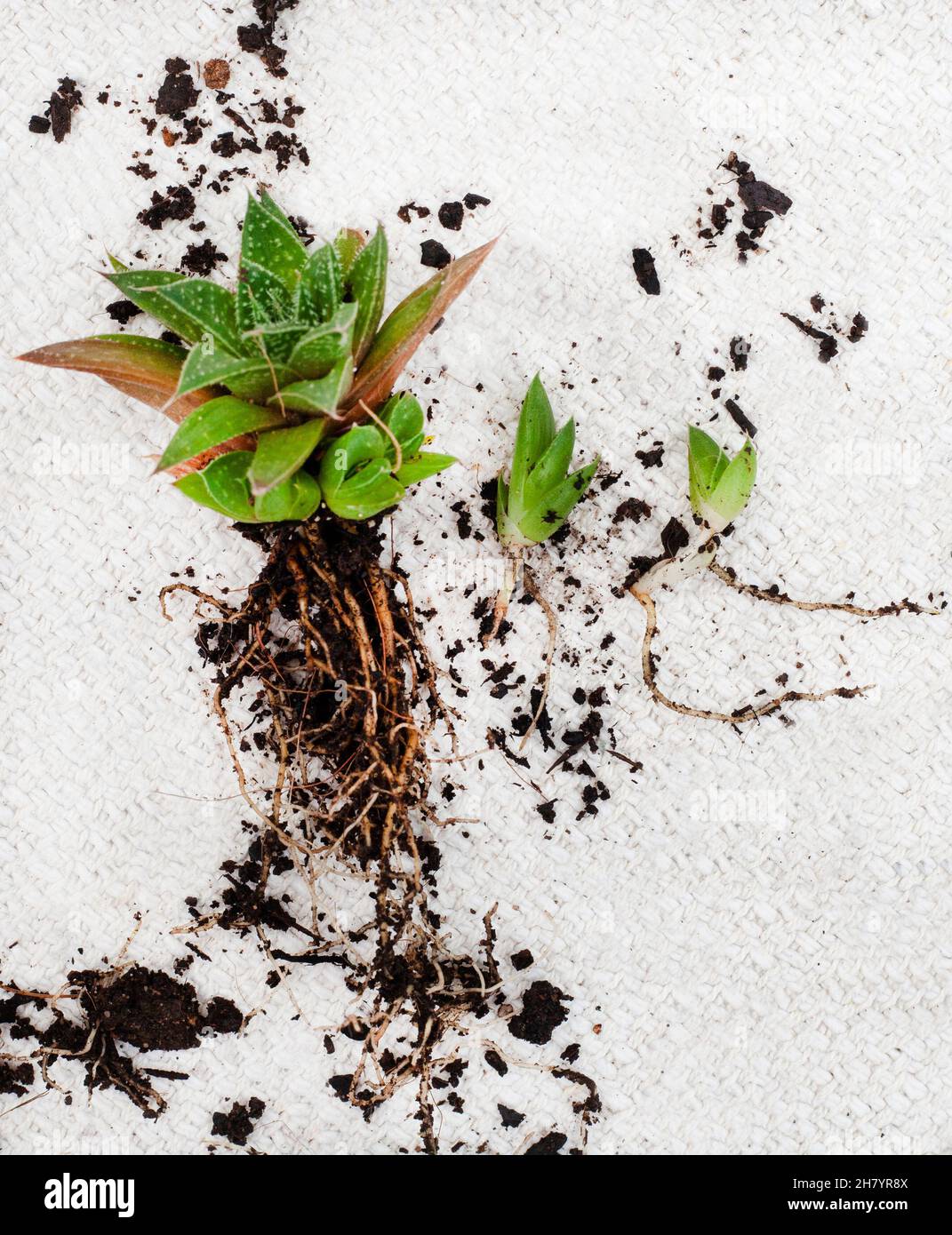 Horthia pianta succulenta con cuccioli su sfondo chiaro e neutro con spazio copia Foto Stock