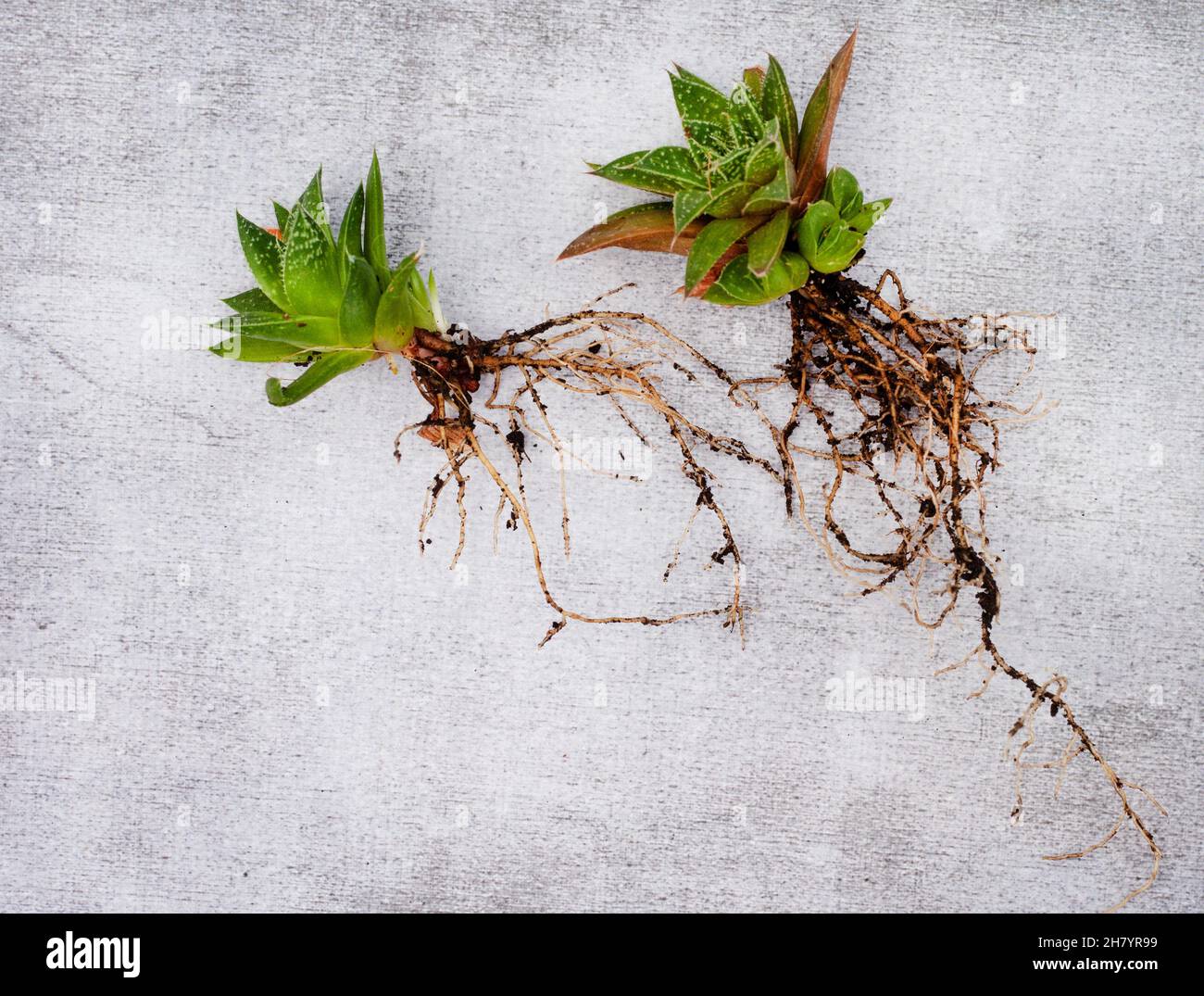 Horthia pianta succulenta con cuccioli su sfondo chiaro e neutro con spazio copia Foto Stock