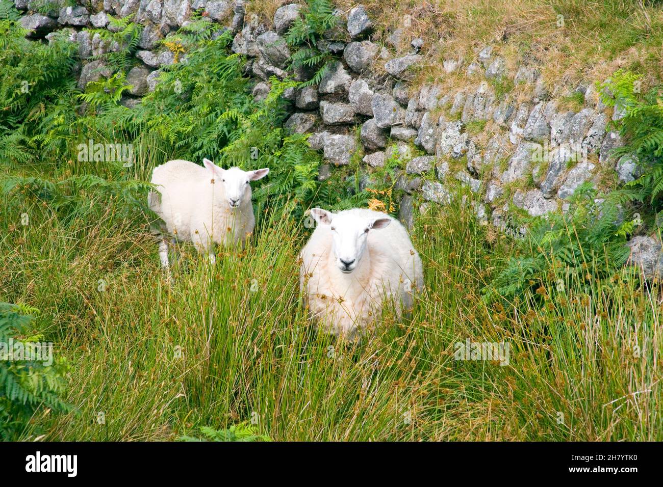 pecore riparate dietro un muro di pietra sul parco nazionale di dartmoor Foto Stock