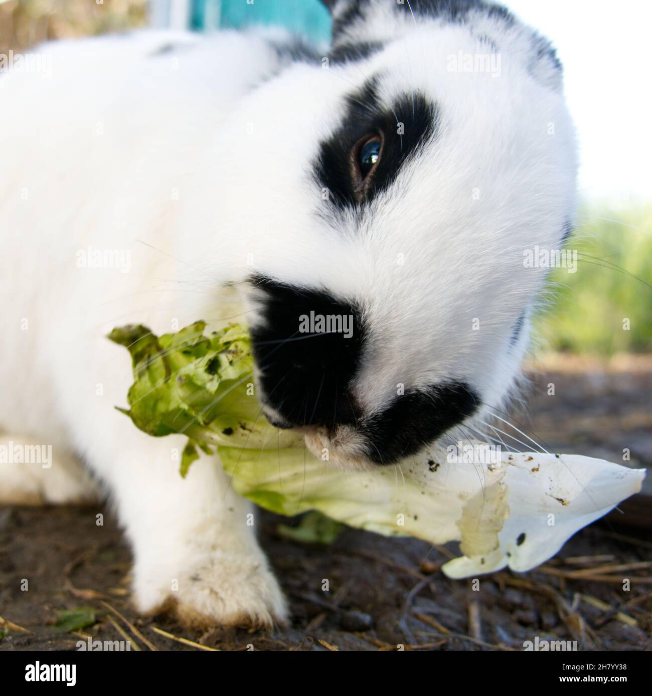 Un coniglio carino animale domestico nibbling su una certa lattuga Foto Stock