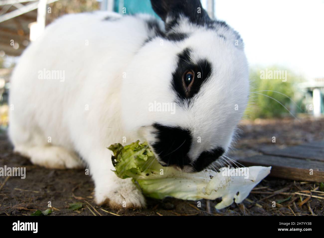 Un coniglio carino animale domestico nibbling su una certa lattuga Foto Stock