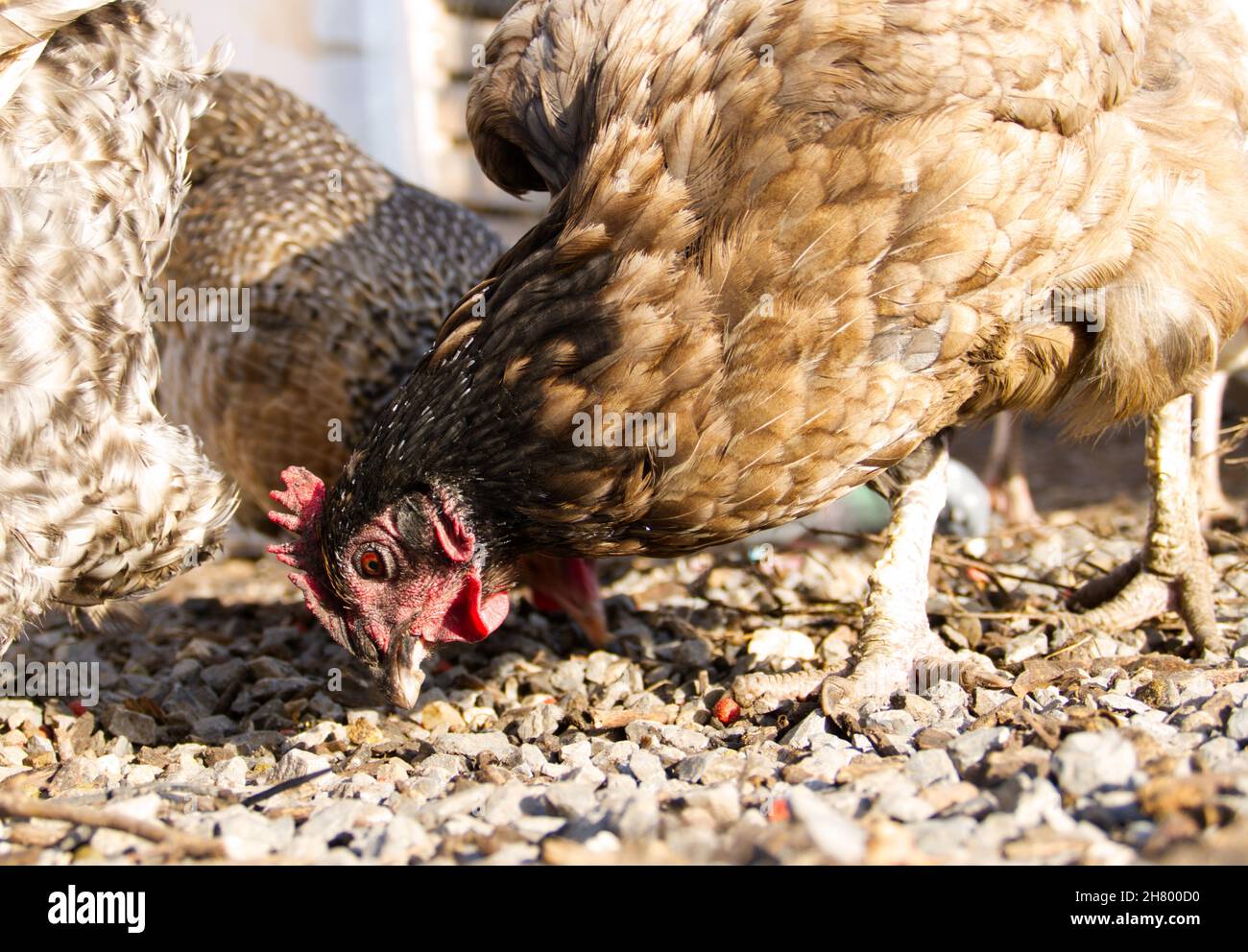 Libero-roaming polli fattoria gratta e pecking nella ghiaia per il loro cibo Foto Stock