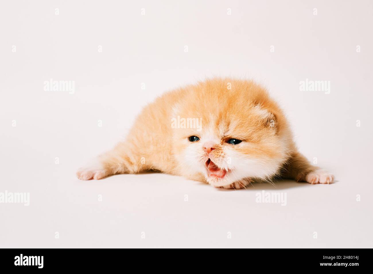 gatto esotico isolato di due settimane su sfondo bianco Foto Stock