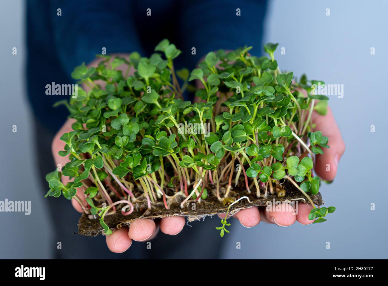 Tenere il micro verde a portata di mano. Germinazione di semi su stuoie di lino. Germogli di lattuga e altri verdi. Cibo vitaminico sano. Crescere a casa. Hobby e giardinaggio urbano. Microgreen per alimenti. Foto Stock