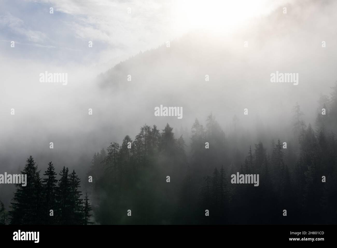 Foresta di conifere coperta di nebbia fitta Foto Stock