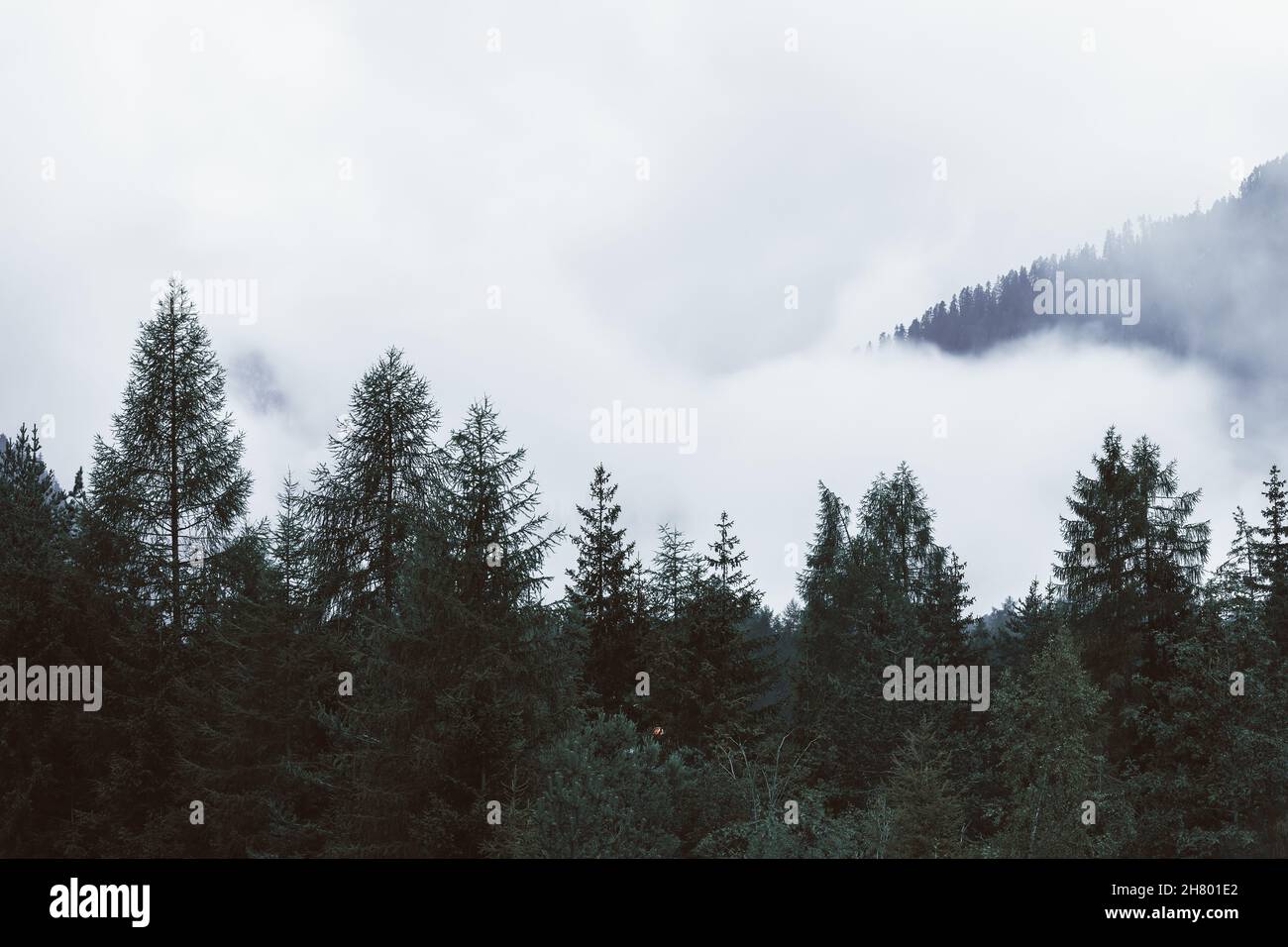 Silhouette di pini in una foresta di conifere ricoperta di fitta nebbia Foto Stock