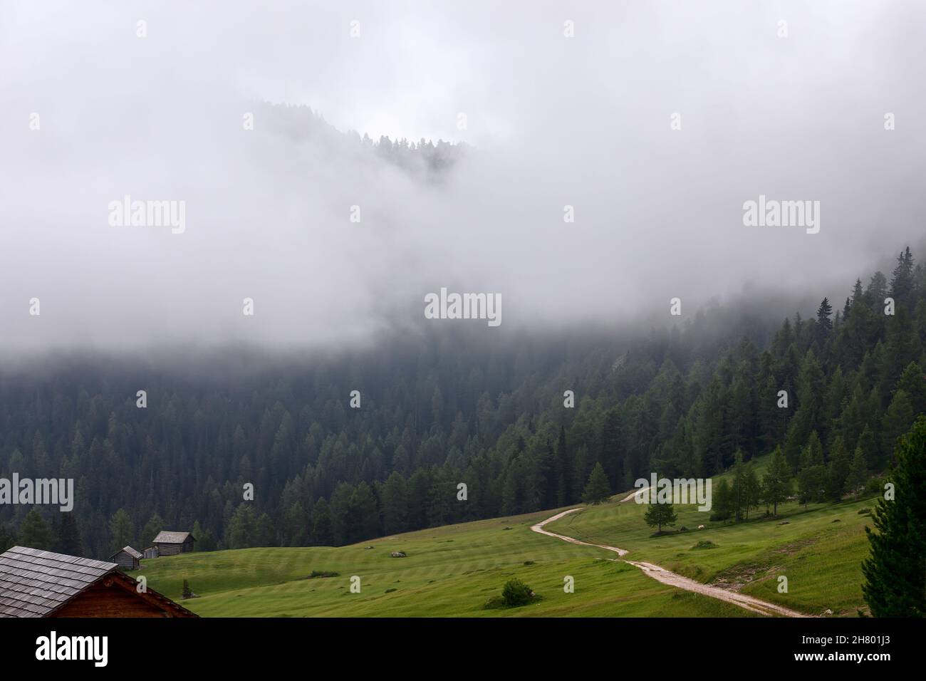 Un sentiero escursionistico nelle Alpi italiane attraverso una foresta di conifere coperta di fitta nebbia Foto Stock