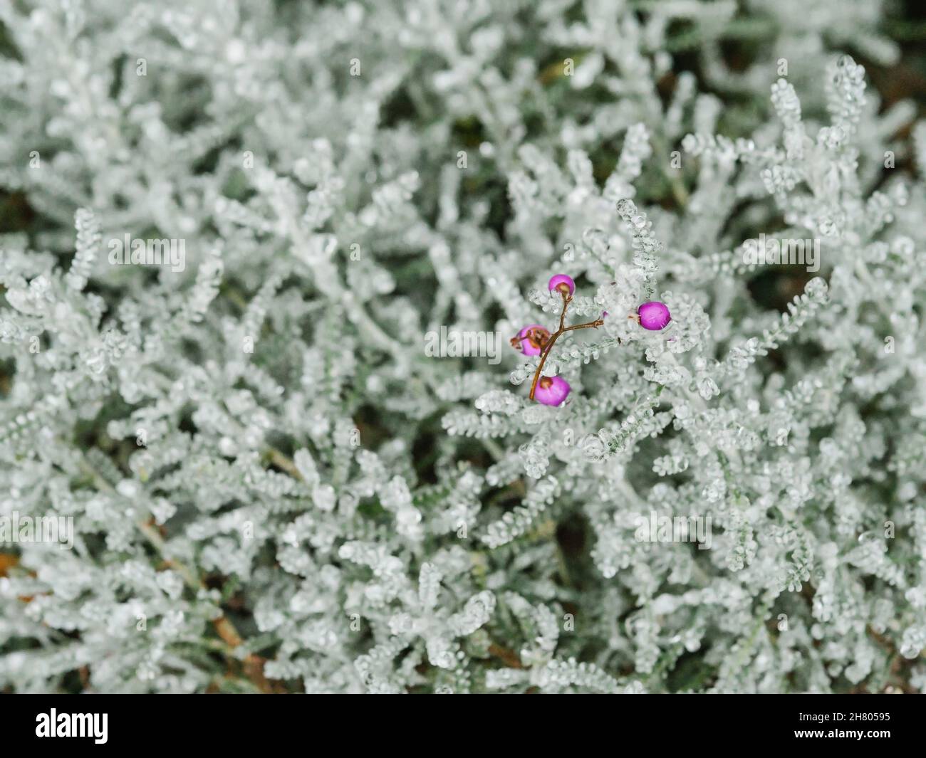 Alto angolo di fioritura ramoscelli su rami di rami bianchi congelati ricoperti di ghiaccio nel parco botanico Foto Stock