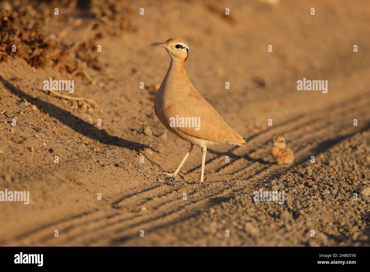 Le immagini con un pulcino erano insolite come questo era settembre, con la maggior parte dell'allevamento che ha luogo febbraio - aprile. Questo era anche un pulcino molto giovane! Foto Stock