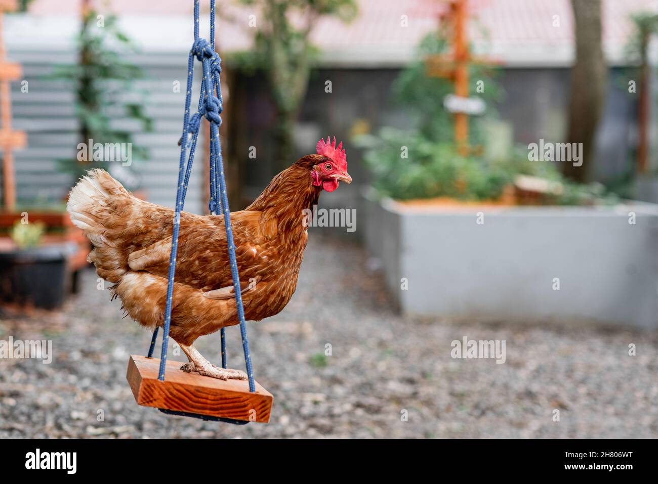 Vista laterale di gallina con piumaggio marrone seduta sul swing in giardino in fattoria rurale Foto Stock