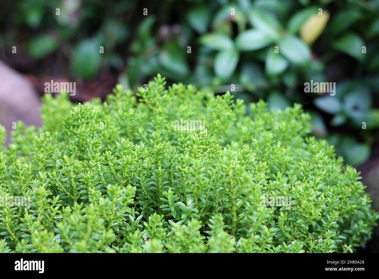 Vista di pianta hebe verde globo in un giardino. Foto Stock