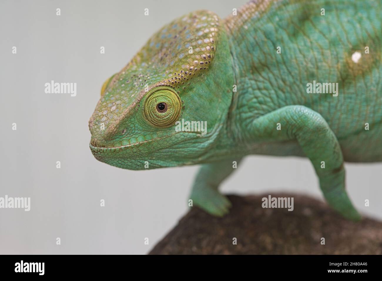 Chameleon su un ramo con contatto visivo con lo spettatore. Verde, giallo scale rosse. Primo piano dettagliato dell'interessante rettile. Foto Stock