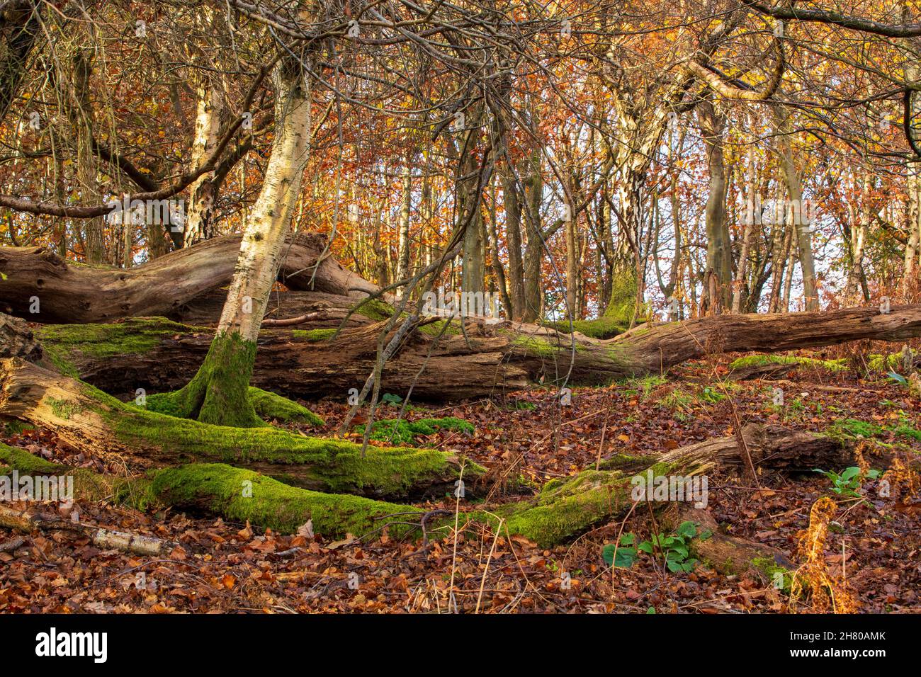 Proprietà del National Trust al Knole Park in pieno colore autunnale, Kent Foto Stock