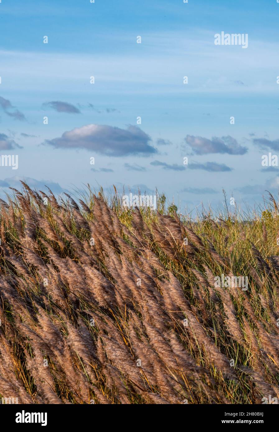erbe sulle dune di sabbia su una costa che soffia nel vento con un cielo nuvoloso chiaro, suggestivo paesaggio costiero sul mare sull'isola di wight uk, marram. Foto Stock