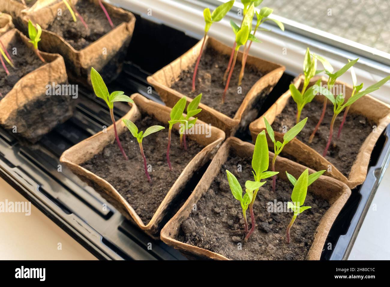 Piantine di piante verdi in pentole di carta su davanzale. Balcone giardinaggio, casa autosufficiente e biologico cibo casalingo concetto. Spazio di copia Foto Stock