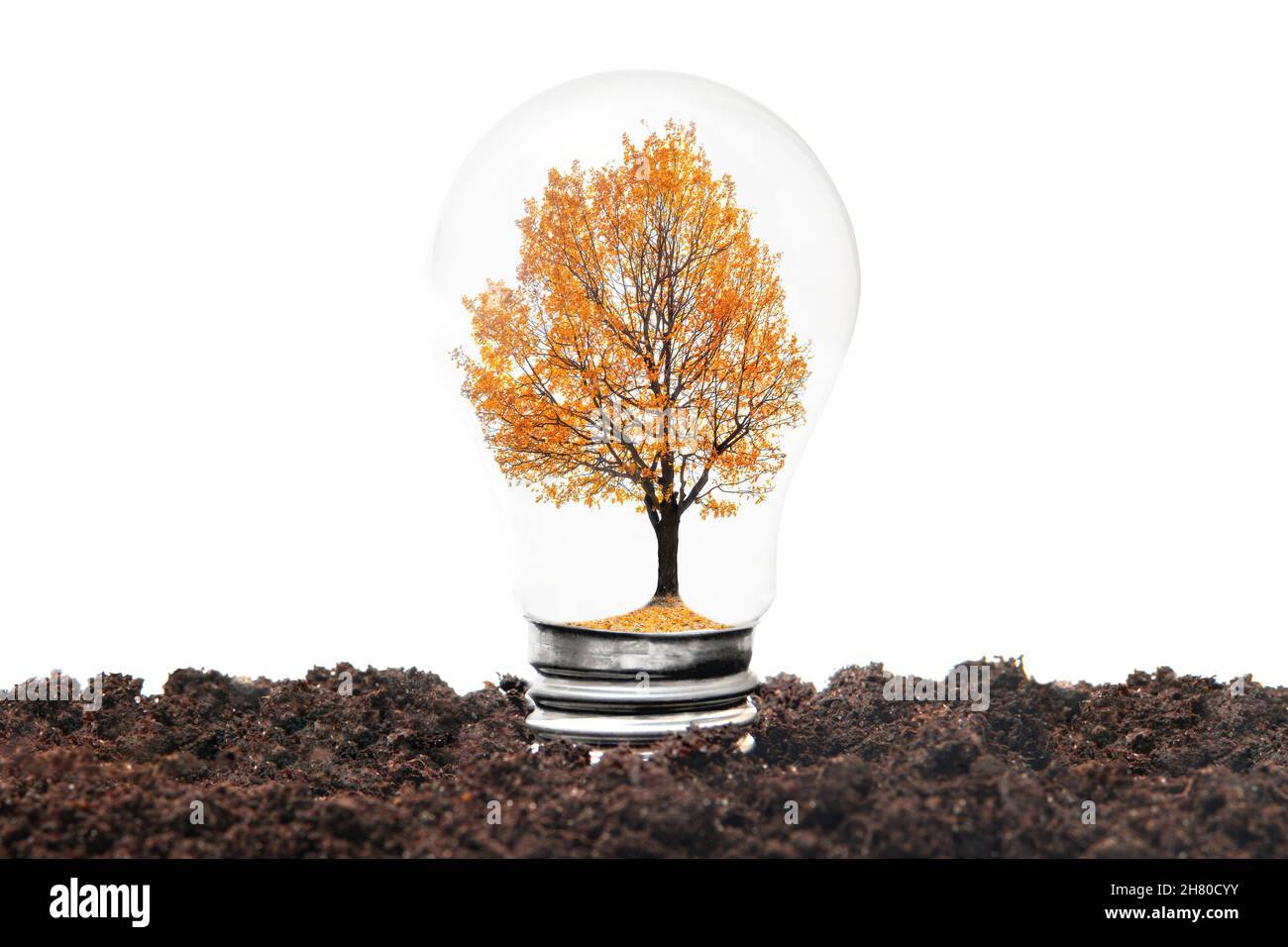 Albero in miniatura con foglie autunnali all'interno di una lampadina che cresce nel terreno. Concetto di energia pulita e sostenibile. Foto Stock