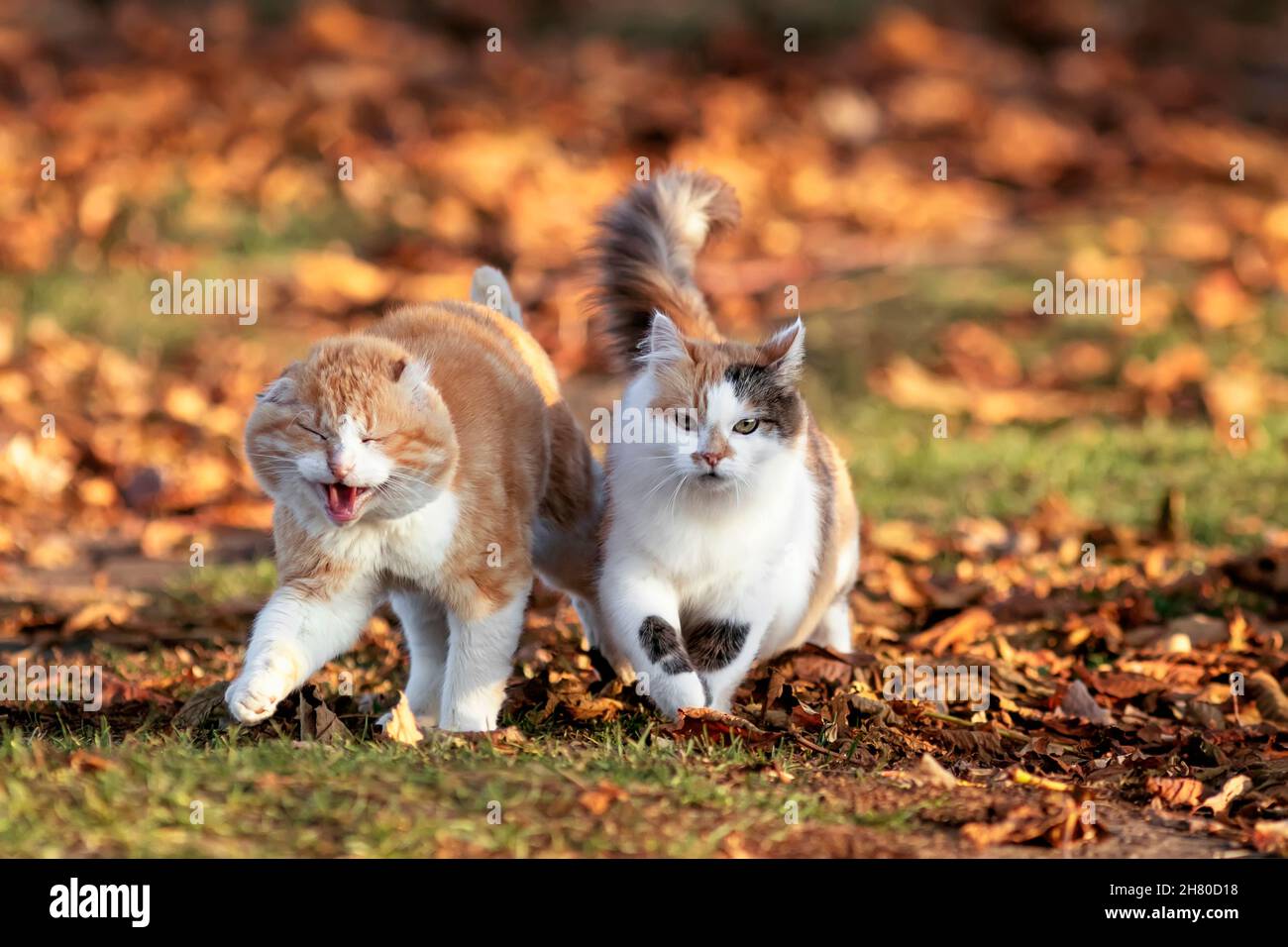 due gatti che camminano in autunno soleggiato giardino tra le foglie cadute Foto Stock