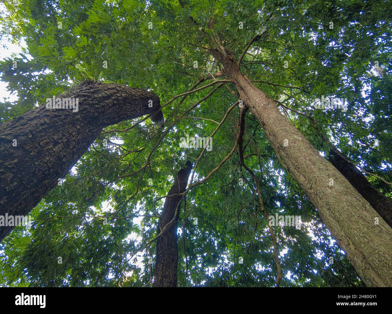 (211126) -- HAIKOU, 26 novembre 2021 (Xinhua) -- Foto scattata il 16 novembre 2021 mostra una ferrea Mesua (3rd L) e tre siamee Senna nel Giardino Botanico tropicale di Hainan nella città di Danzhou, nella provincia di Hainan, nel sud della Cina. Il giardino botanico tropicale di Hainan, situato a Danzhou dell'Hainan della Cina del sud, è stato fondato in 1958 ed ora è affiliato con l'Accademia cinese delle scienze agricole tropicali. Il giardino, con oltre 2,600 tipi di piante tropicali e subtropicali raccolte da più di 40 paesi e regioni, è una casa del tesoro di risorse di piante tropicali tra cui fiori, alberi da frutto, pl medicinali Foto Stock