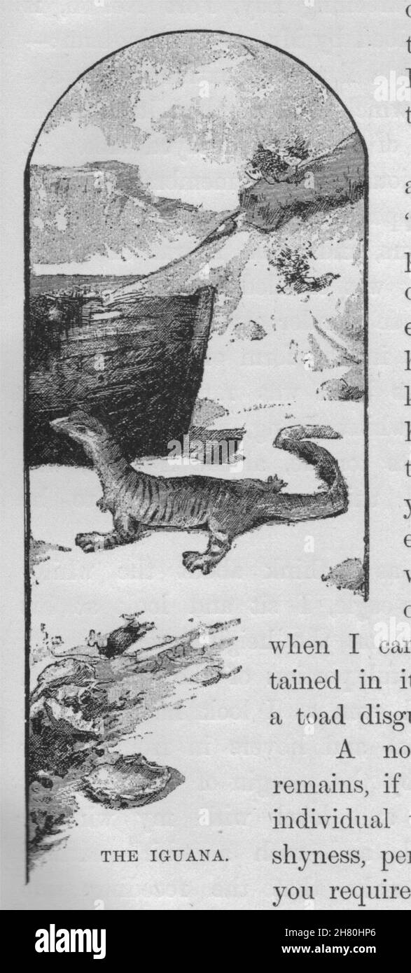 L'iguana. Australia 1890 antica vintage delle immagini di stampa Foto Stock