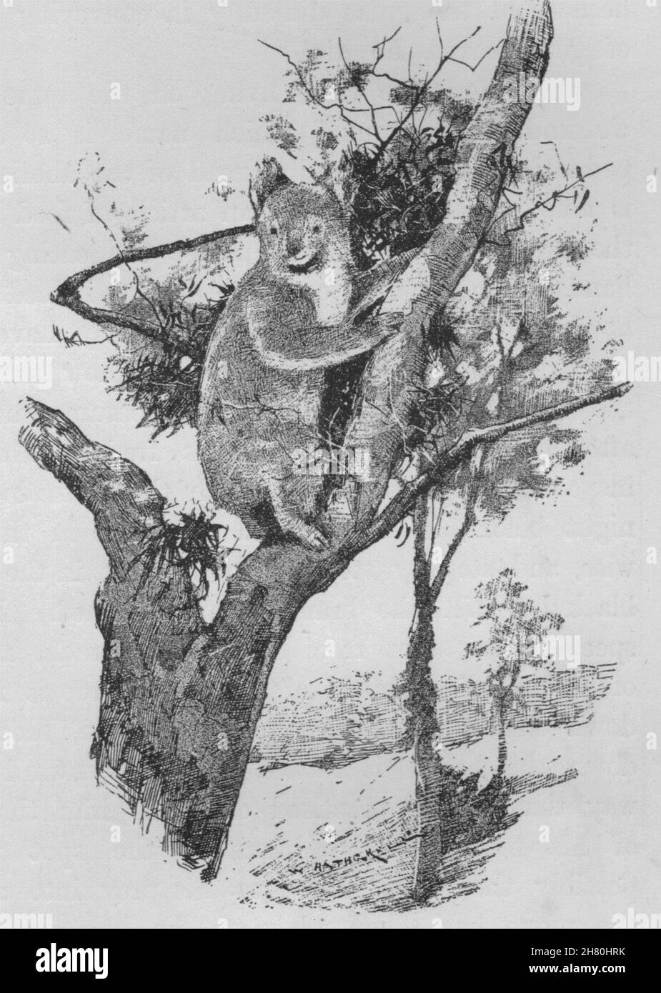 Il nativo di Orso (Koala). Australia 1890 antica vintage delle immagini di stampa Foto Stock