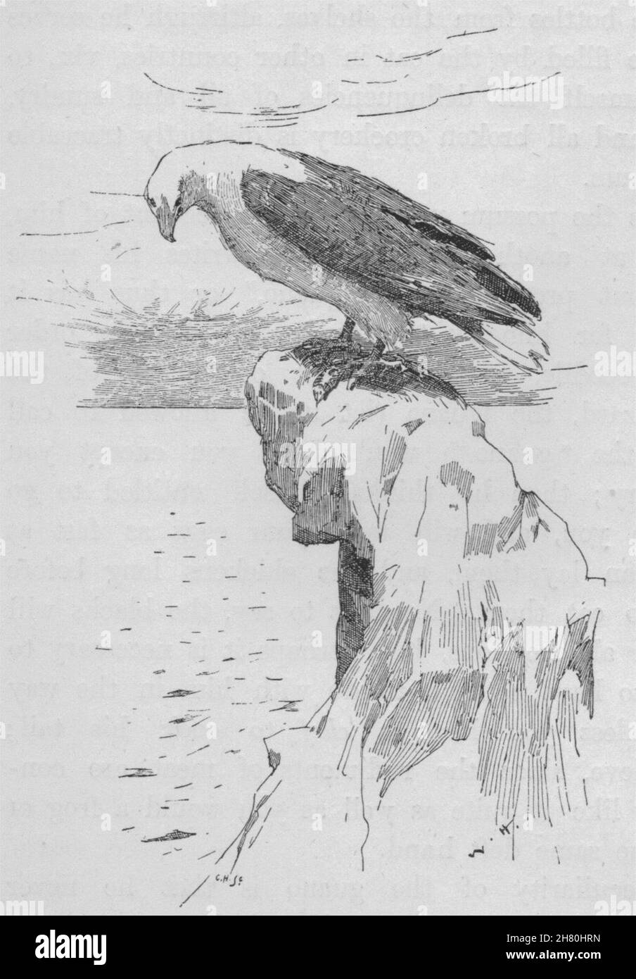 Bianco-gonfiato aquila del mare. Australia 1890 antica vintage delle immagini di stampa Foto Stock
