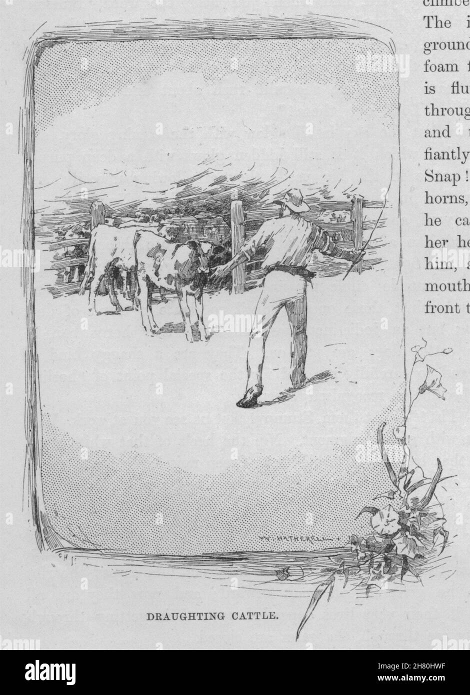 Redazione di bestiame. Australia 1890 antica vintage delle immagini di stampa Foto Stock