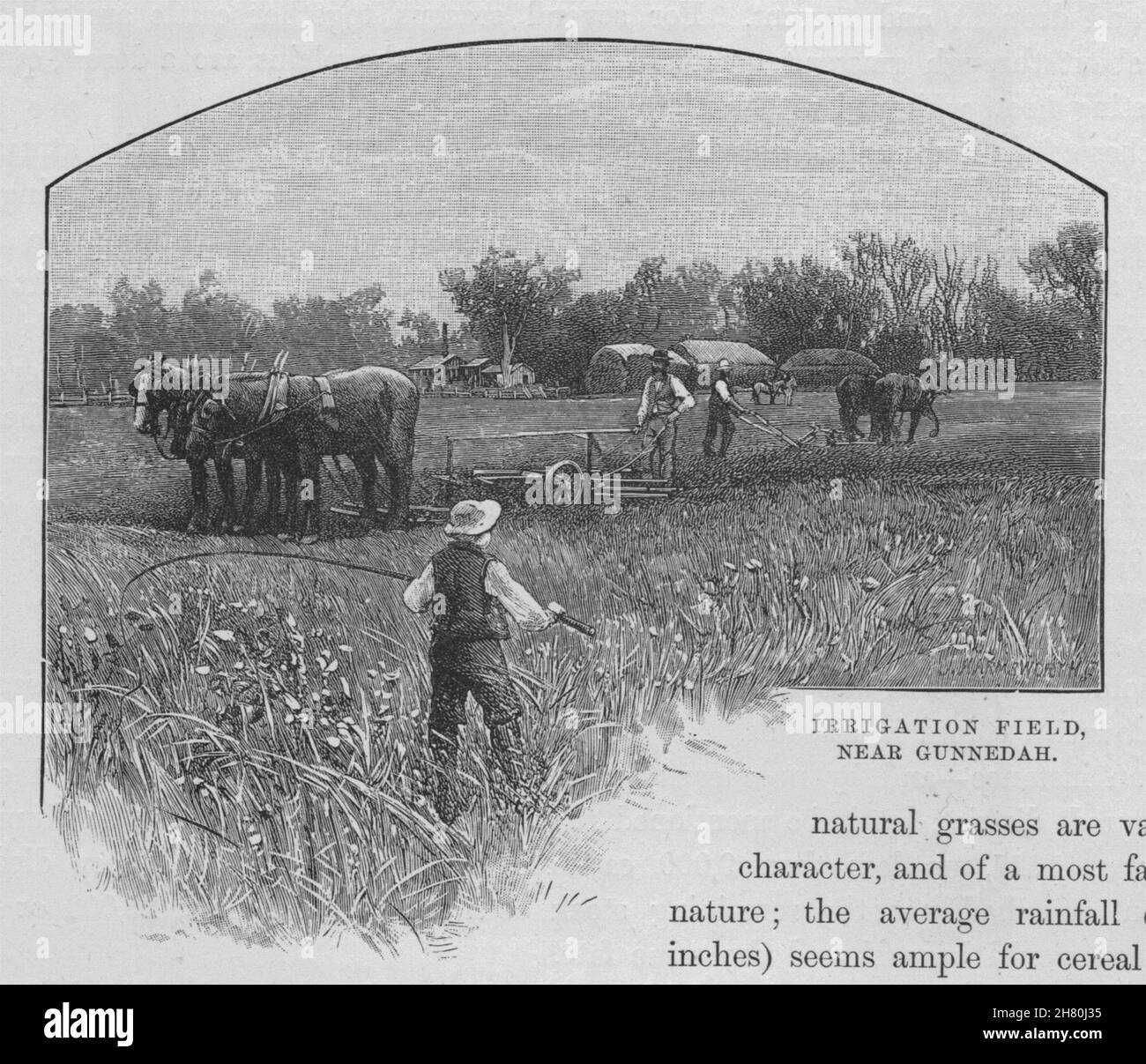 Campo di irrigazione, vicino Gunnedah. Australia 1890 antica immagine di stampa Foto Stock