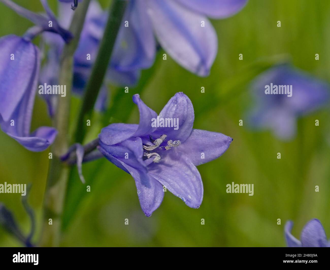 Macro comune di fiori di bluebell - Hyacinthoides non-scripta Foto Stock