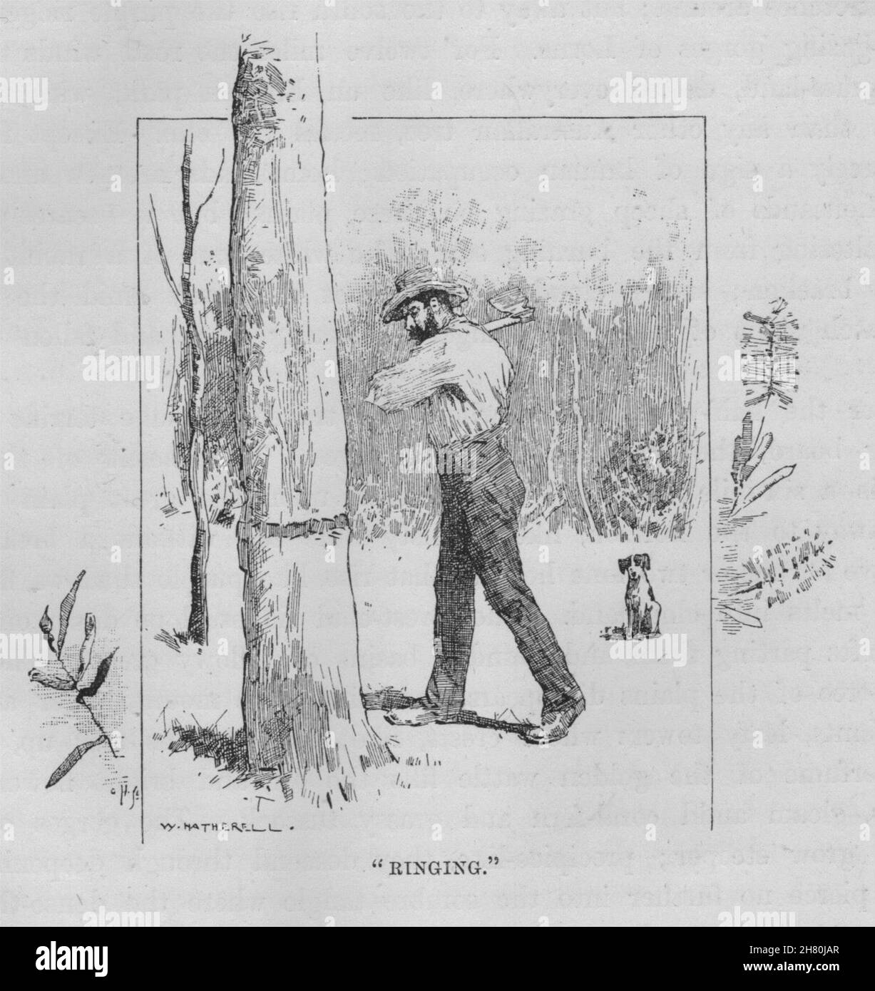 "Squillo'. Australia 1890 antica vintage delle immagini di stampa Foto Stock