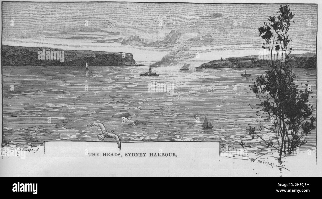 Le teste di Sydney Harbour. Sydney. Australia 1890 antica immagine di stampa Foto Stock
