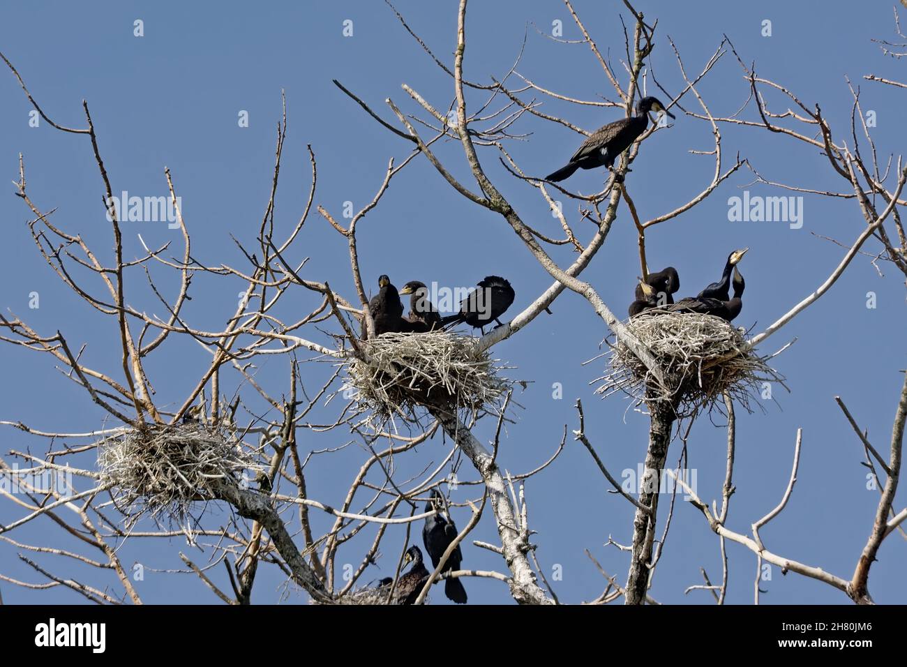 Famiglie cormorane in nidi negli alberi nudi di di un albero morto su un cielo azzurro chiaro - Phalacrocoracidae Foto Stock